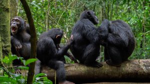 IELTS Reading Practice 20/10/2025: The Culture of Chimpanzee